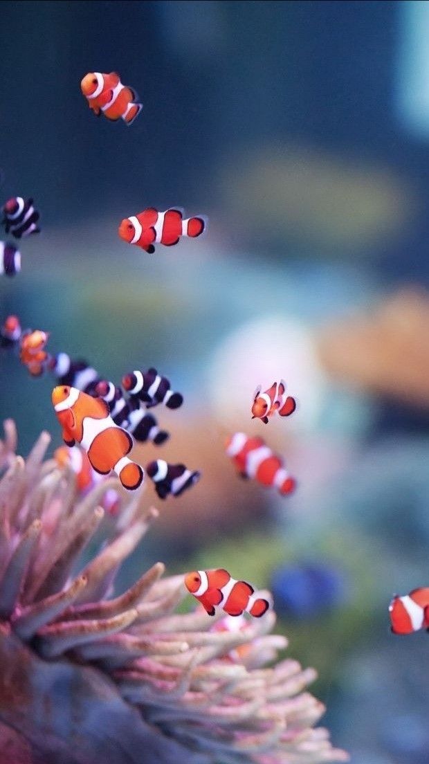 iOS 16 Clownfish Wallpapers 4K iPhone Download