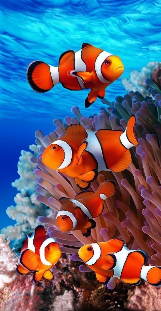 iOS 16 Clownfish Wallpapers 4K iPhone Download