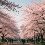 Best Places to See Cherry Blossoms Around the World